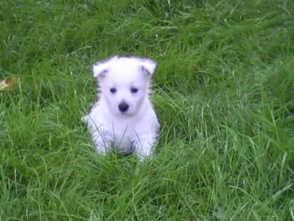 Süße Westie Welpen abzugeben