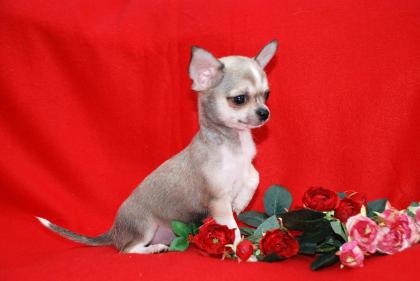 Mini Chihuahua Welpen