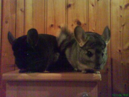 Schw. Chinchilla Weibchen sucht neues zu Hause! (Weibchen/Rudel)