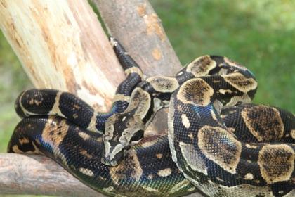 1.1 Boa Constrictor Longicauda,