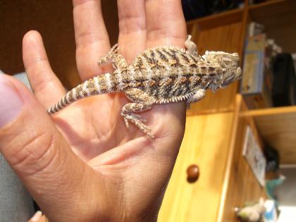 Bartagmnen (Pogona vitticeps)