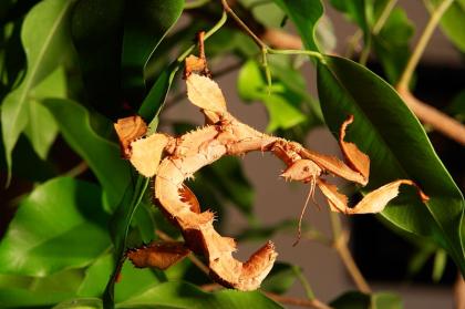 Australische Gespenstschrecken, Extatosoma Tiaratum