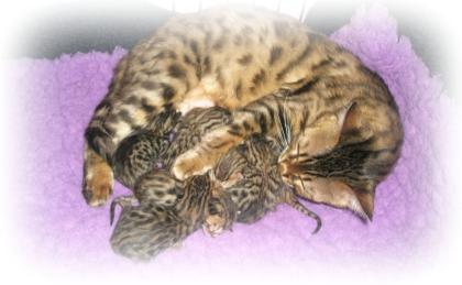 Bengal Baby Kittens