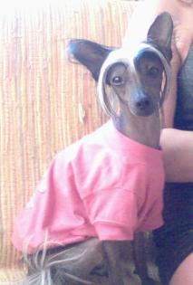 Chienese crested(chnienese nackter hund)