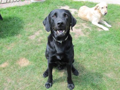 Labrador Rüde (schmale Rasse) sucht neues Zuhause