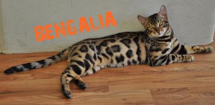 Bengalkatzen mit XXL Rosetten von BENGALIA