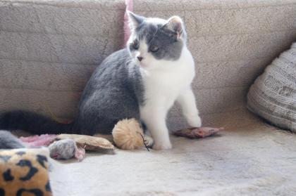 BKH Katze Ellie sucht liebevolles Kuschelpersonal