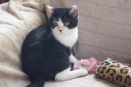 BKH Katerchen Elvis sucht liebevolles Kuschelpersonal