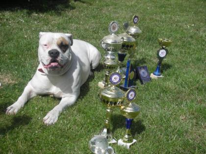 American Bulldog Welpen im November2021