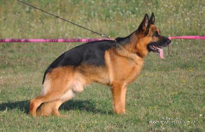 Deutscher Schäferhund wunderbare Welpen 