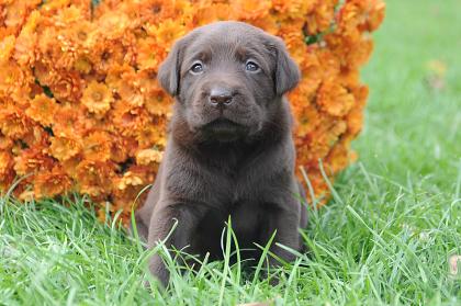 Schöne braune Labrador Welpen suchen Familienanschluß