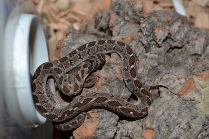 Afrikanische Eierschlange D. scabra