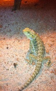 Männl. Bartagama, 2J., Farbzucht Citrus Hypo