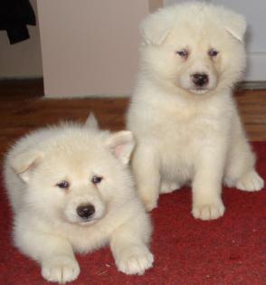 Akita Inu Welpen sind weiß von weißen Eltern!