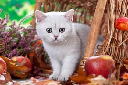 Süßes BKH Kitten Katerchen Danny sucht...