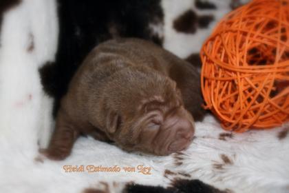 Shar pei welpen geb.am 22.10-0.7978