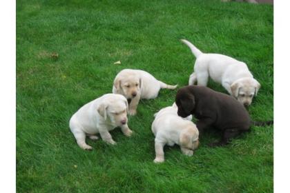 Schöne Labrador Retriever Welpen !