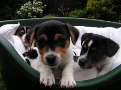 Jack Russell Terrier Puppy