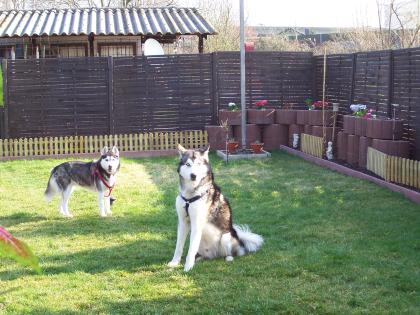 Suchen neues zu Hause für Akhira 7J Siberian Husky und Damon 5J Alaskan Malamute