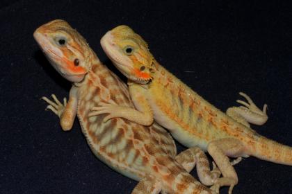 Farbbartagamen Transleather het. Hypo Bock Subadult Bloodline Ghost Dragons