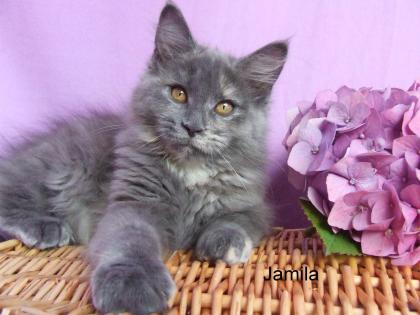   ..   Traumhaft schönes Maine Coon Kitten in BLUE   ..  