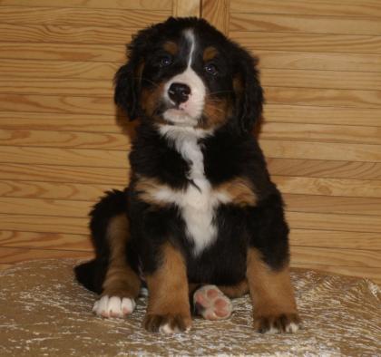 Berner Sennenwelpen mit Papiere