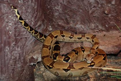 Boa Constrictor Equador