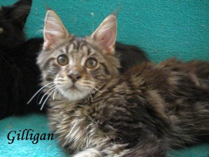 Maine Coon kitten