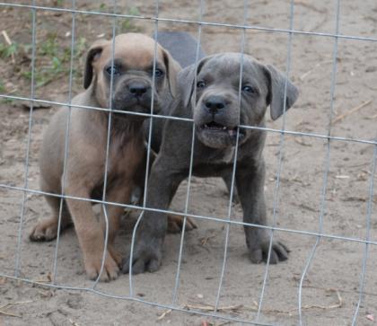 Cane Corso sucht nettes zu Hause