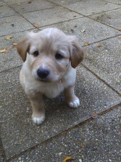 Golden Retriever-Border Collie- Mix Welpe