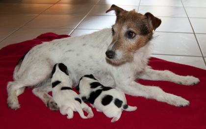 Parson Russel Terrier Welpen