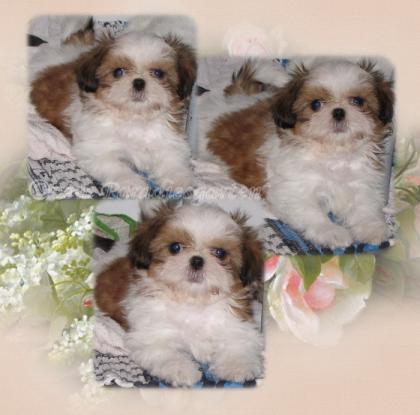 Shih Tzu Babys Reinrassig