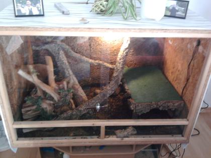 Boa Constricor imperator inkl. Terrarium 120x80x80