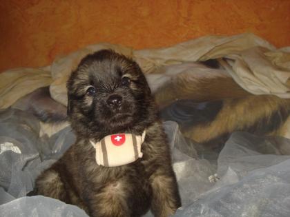 Leonberger Welpen