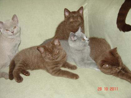 WUNDERHÜBSCHE BKH - KITTEN Farbe Chocolate,Lilac und Blau