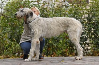 Irish Wolfhound 