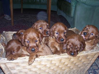 Irish setter welpen zu verkaufen