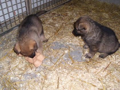 TOP Schäferhundwelpen aus Leitungszucht WT.16.10-0.7978