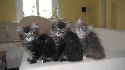 3 wunderschöne Maine Coon Babys - ohne Papiere