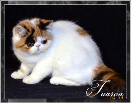 Wundschönen Exotic SH Kitten!!!!