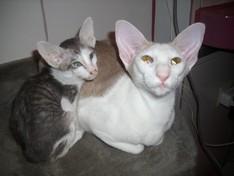 Siamkatzen * OKH * Peterbald