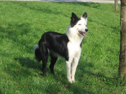 Border Collie