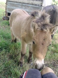   kleiner knuffiger shetty hengst 