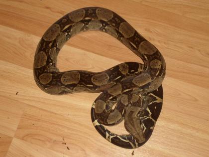 Boa Constrictor 100% Het. Albino ENZ2021