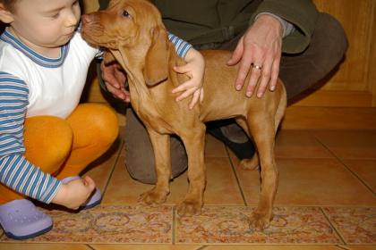 10 Wochen alte Magyar Vizsla Hündin