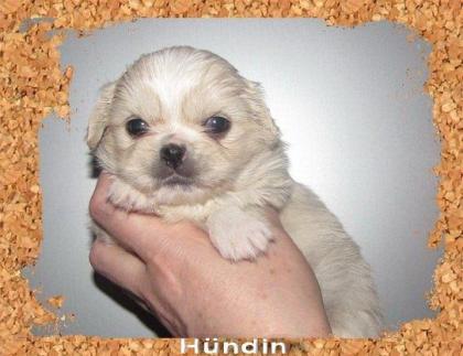 Chihuahua/Pekinese und Shih Tzu/Pekinese Mixe