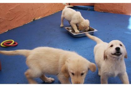 Golden Retriever Welpen für Weihnachten