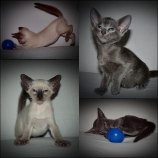 OKH & SIA Kitten