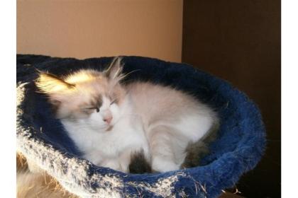 Ragdoll Katzen Babies mit Papieren