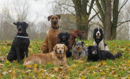 Hunde-Hacienda.de  Hundegassiservice, Ihre mobiele Hundebetreuung für Ratingen u